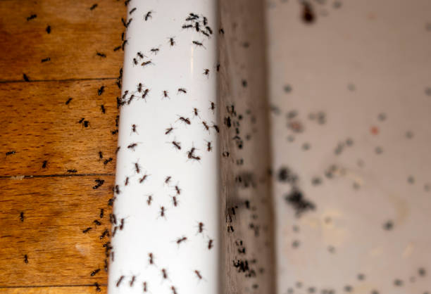 Best Affordable Pest Control Services  in North Fort Lewis, WA