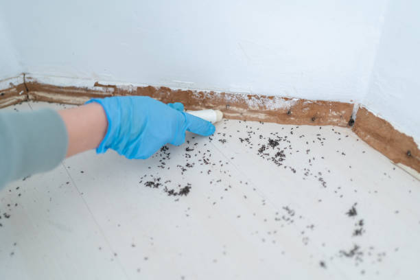 Best Wasp Removal Services  in North Fort Lewis, WA