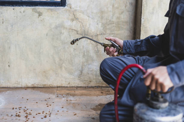 Wasp Removal Services in North Fort Lewis, WA